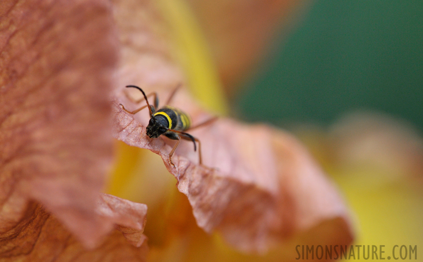 Clytus arietis [105 mm, 1/1600 Sek. bei f / 9.0, ISO 1600]